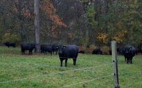 Schwarze Rinder vor einem Waldstück