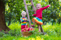 2 kinder stehen hinter Korb mit Äpfel an einer Leiter im Grünen 
